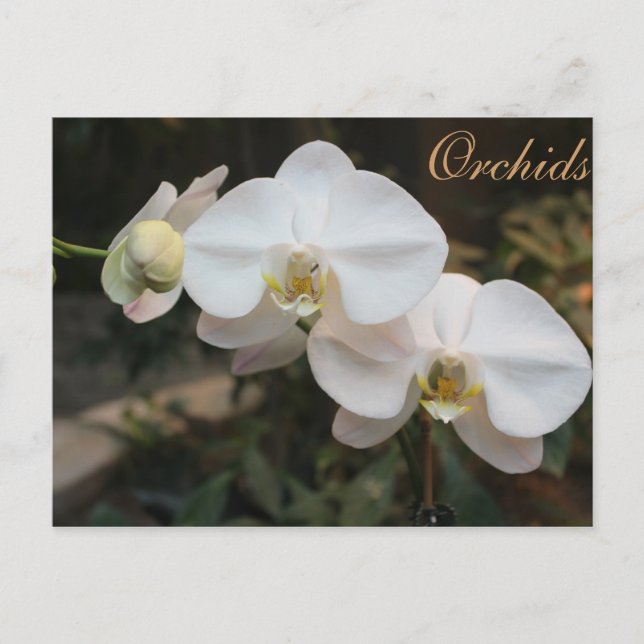 Cartão Postal Orquídeas # 5 (Frente)