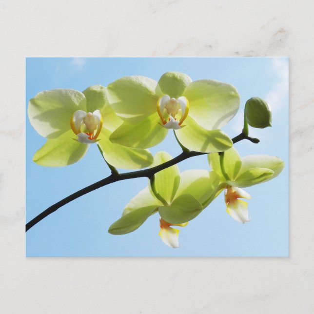 Cartão Postal Orquídeas Amarelas (Frente)