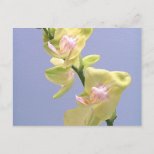 Cartão Postal Orquídeas amarelas e cor-de-rosa na Lavanda