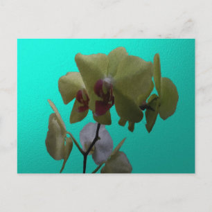 Cartão Postal Orquídeas: Amarelo e Branco
