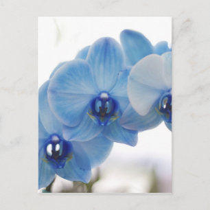 Cartão Postal Orquídeas azuis