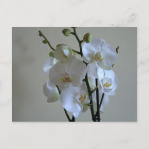 Cartão Postal Orquídeas brancas