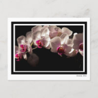 Orquídeas Brancas e Rosa Dramáticas a Preto