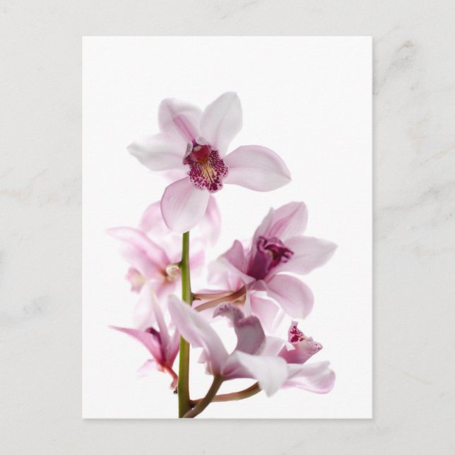 Cartão Postal Orquídeas brancas e rosadas (Frente)