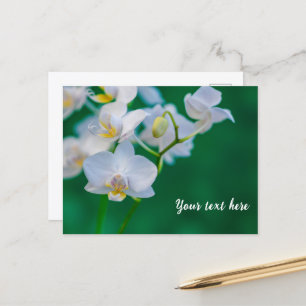 Cartão Postal Orquídeas Brancas em Verde