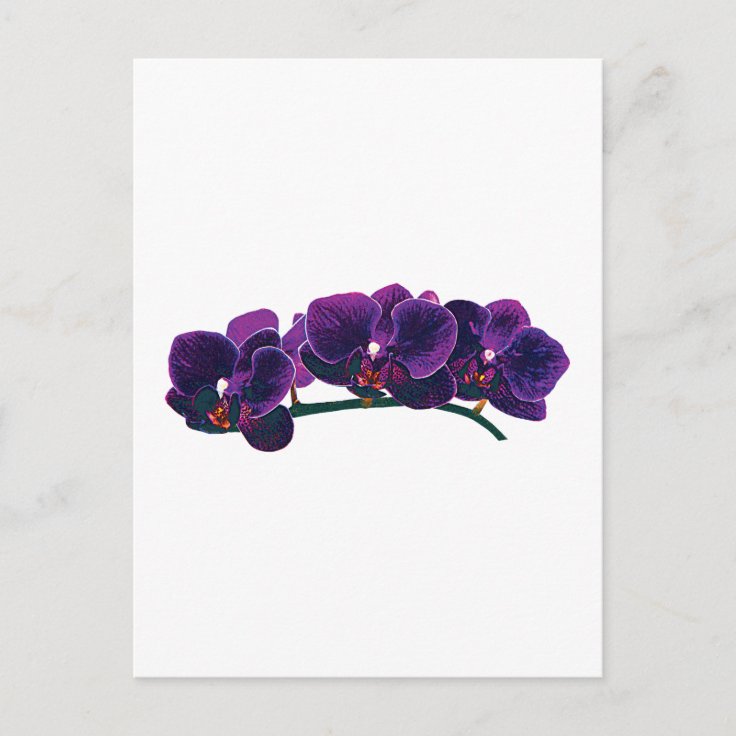 Cartão Postal Orquídeas da Phalaenopse Roxa Escura | Zazzle.com.br