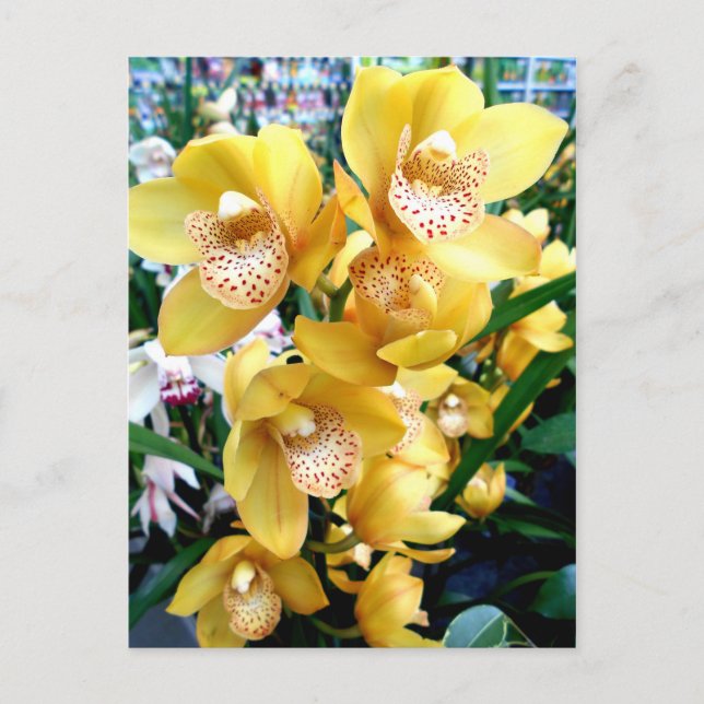 Cartão Postal Orquídeas de Cymbidium Amarelas (Frente)