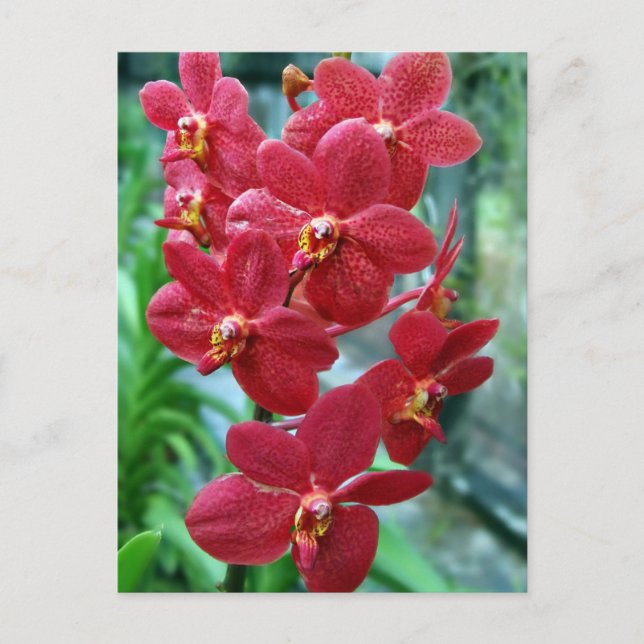 Cartão Postal Orquídeas de vanda vermelha (Frente)