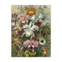 Orquídeas Ernst Haeckel, Flores Vintage da Florest