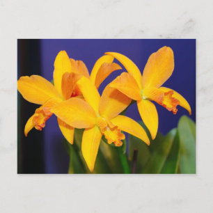 Cartão Postal Orquídeas Laranja no Cartão-Postal Púrpura