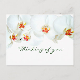 Cartão Postal Orquídeas Love