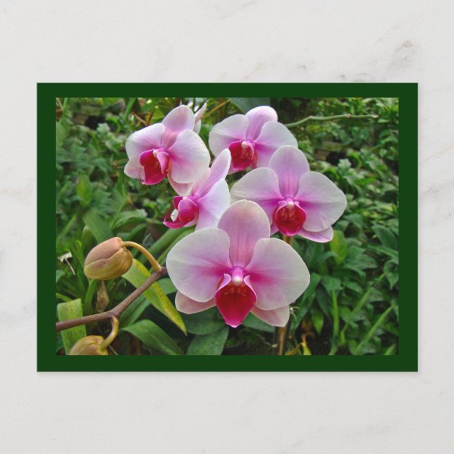 Cartão Postal Orquídeas-Mama rosa - Phalaenopsis (Frente)