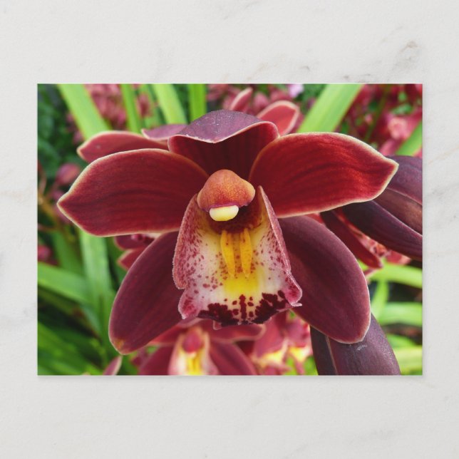 Cartão Postal Orquídeas Maroon I Belo Floral Vermelho (Frente)