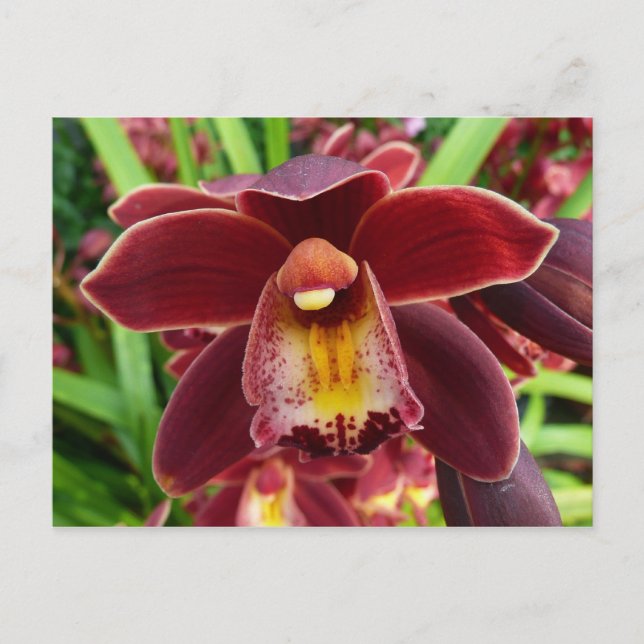 Cartão Postal Orquídeas Maroon I Belo Floral Vermelho (Frente)