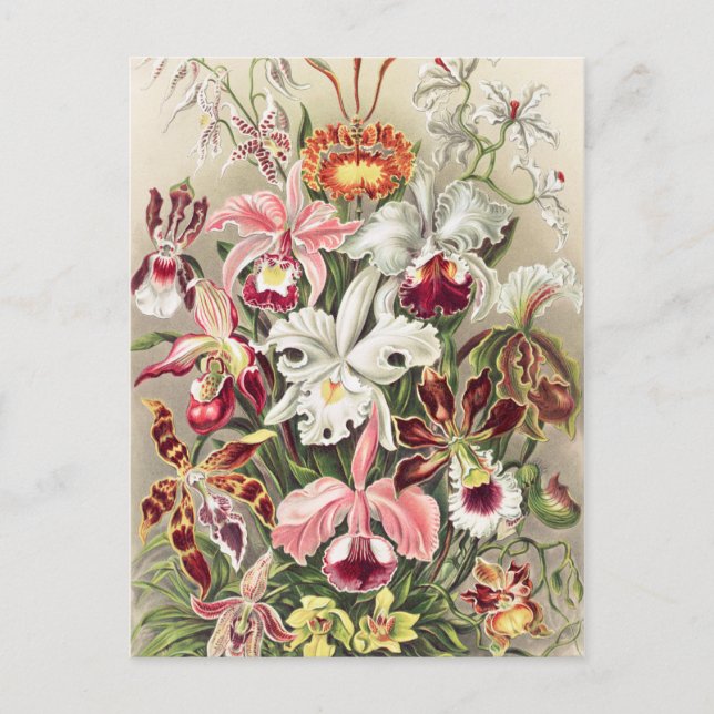 Cartão Postal Orquídeas, Orquídeas Denusblumen de Ernst Haeckel (Frente)