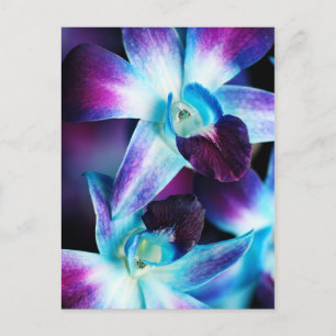 Cartão Postal Orquídeas Personalizadas da Orquídea Dendrobium Ro