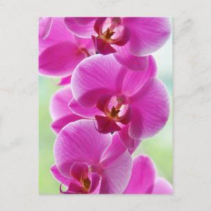 Cartão Postal Orquídeas rosa adoráveis