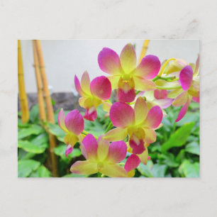 Cartão Postal Orquídeas Rosa Amarelas