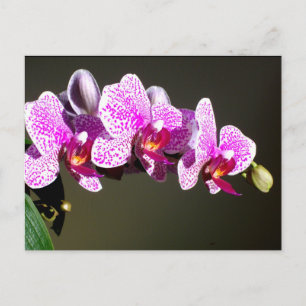 Cartão Postal Orquídeas rosa, flores tropicais cor-de-rosa