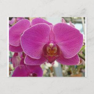 Cartão Postal Orquídeas Rosa Quente