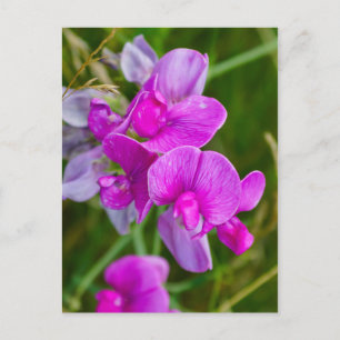 Cartão Postal Orquídeas roxas