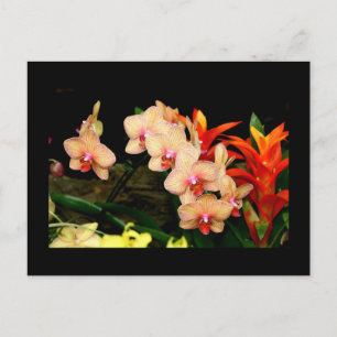 Cartão Postal Orquídeas tropicais