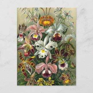 Cartão Postal Orquídeas-Vintage