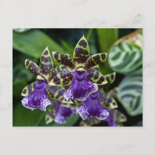 Cartão postal Orquídeo Zygopetalum