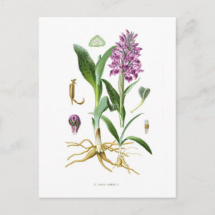 Cartão Postal Orquis latifolia