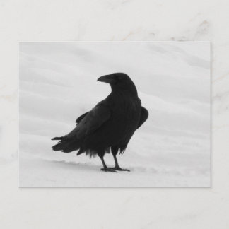 Cartão Postal Orud Raven