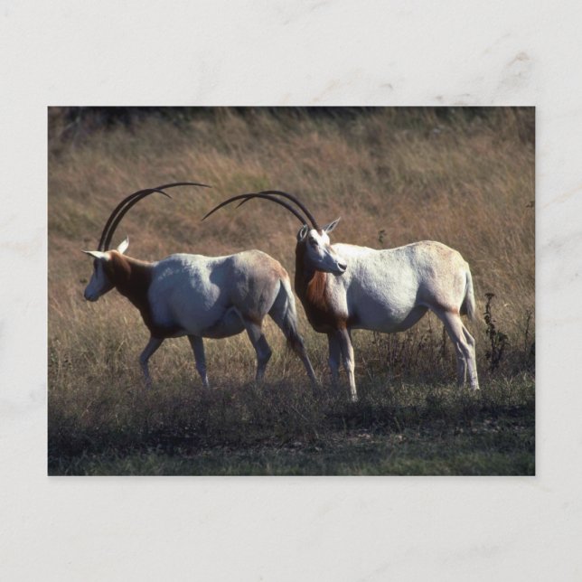 Cartão Postal Oryx de Corno-de-Violão (Frente)