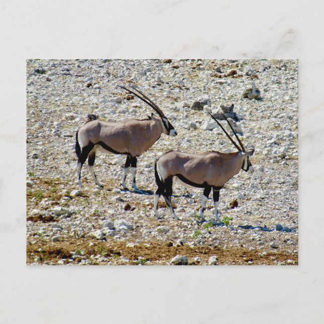 Cartão Postal oryx etosha (Frente)
