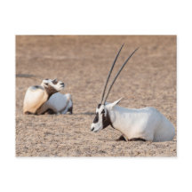 Oryxes no Deserto