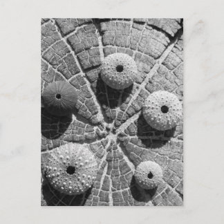 Cartão Postal os anéis