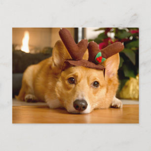 Cartão Postal Os Animais Bebês Mais Fofos   Rena de Natal Corgi