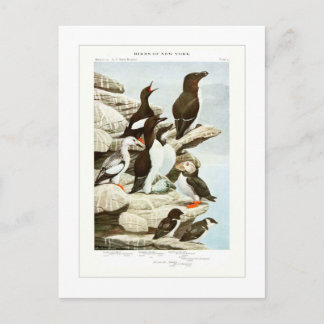 Cartão Postal Os Auks