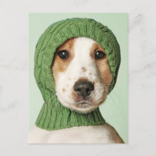 Cartão Postal Os Bebês Animais Mais Fofos Cachorro Cocker Span