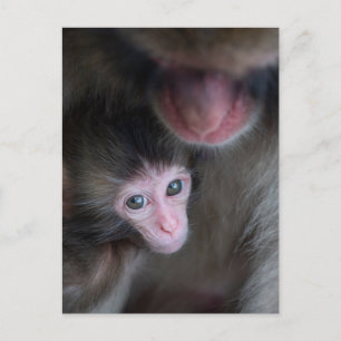 Cartão Postal Os Bebês Animais Mais Fofos   Macaco Macaco Bebê e
