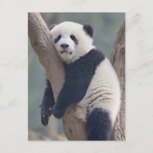 Cartão Postal Os Bebês Animais Mais Fofos   Ursinho Panda Bebê D