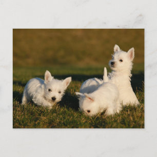 Cartão Postal Os Bebês Animais Mais Fofos   West Highland White 
