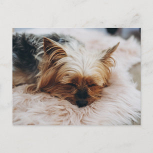 Cartão Postal Os Bebês Animais Mais Fofos   Yorkshire Terrier