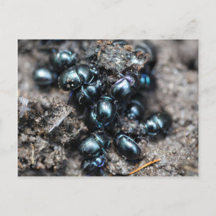 Cartão Postal Os besouros rola-bosta Anoplotrupes stercorsus