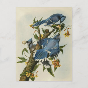 Cartão Postal Os Blue Jays de Audubon