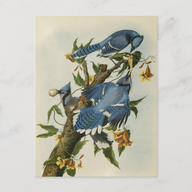 Cartão Postal Os Blue Jays de Audubon (Frente)