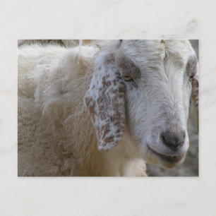 Cartão Postal Os cabras sorriem!