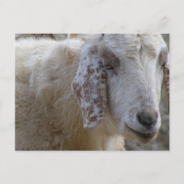 Cartão Postal Os cabras sorriem! (Frente)