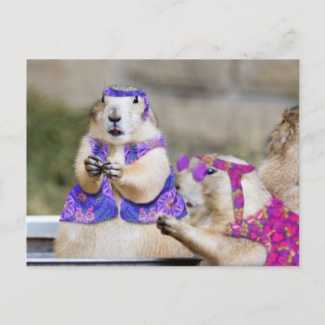 Cartão Postal Os Cães da Prairie são GROOVY! (Frente)