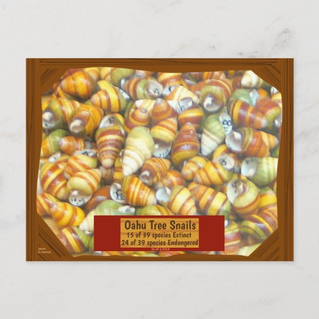 Cartão Postal Os caracóis famosos da árvore de Oahu estão indo (Frente)