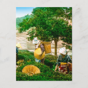 Cartão Postal Os catadores de chá do velho Japão coloridos