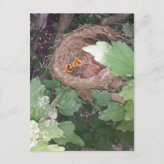 Cartão Postal Os filhotes cantam a canção da primavera....